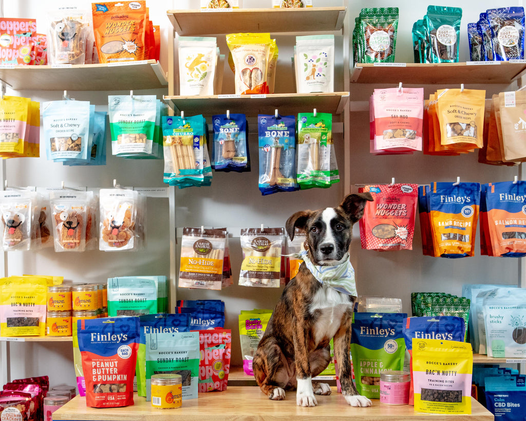A dog sits in front of the treat wall at Dog & Co.