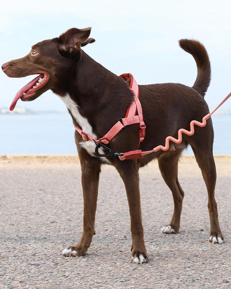 ZEE.DOG SoftWalk No Pull Dog Harness in Canyon DOG CO
