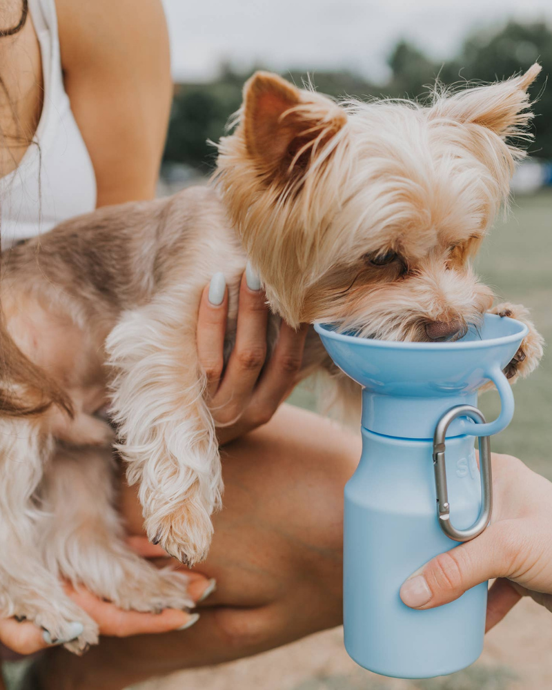 Dog Travel Water Bottle (FINAL SALE) WALK SPRINGER   