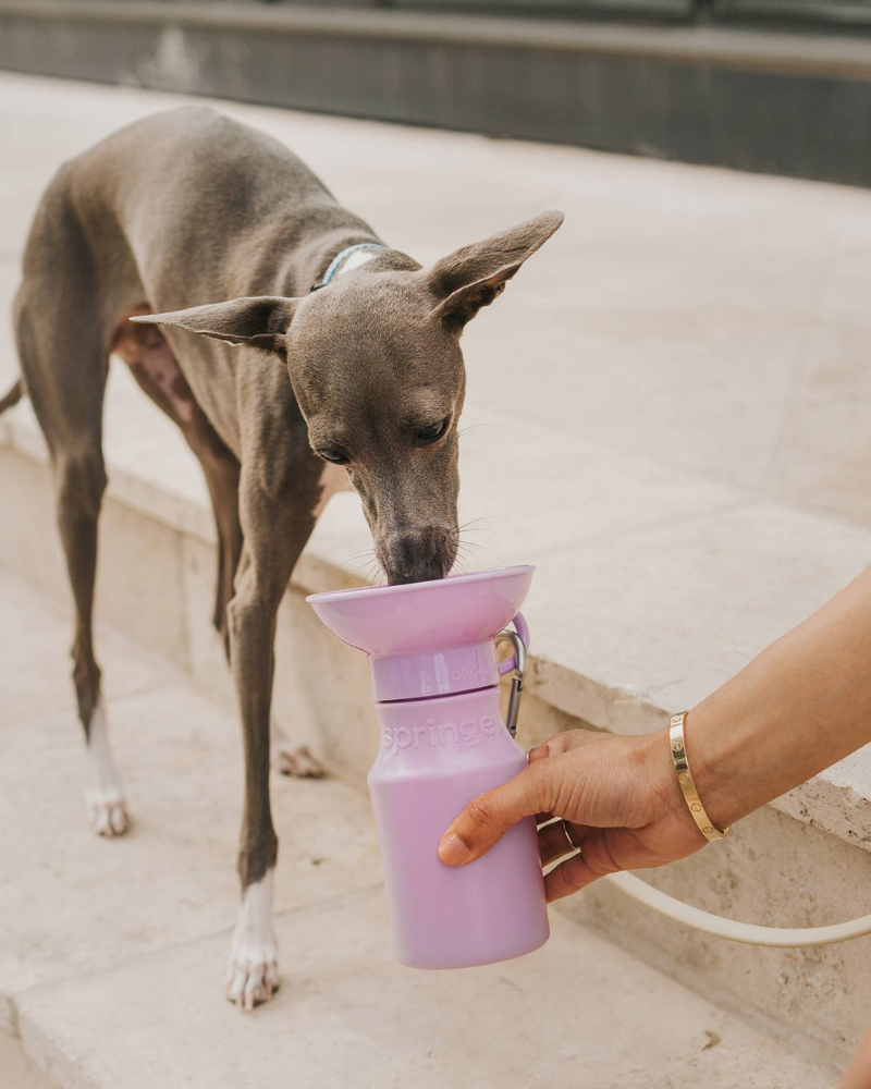Dog Travel Water Bottle (FINAL SALE) Eat SPRINGER   