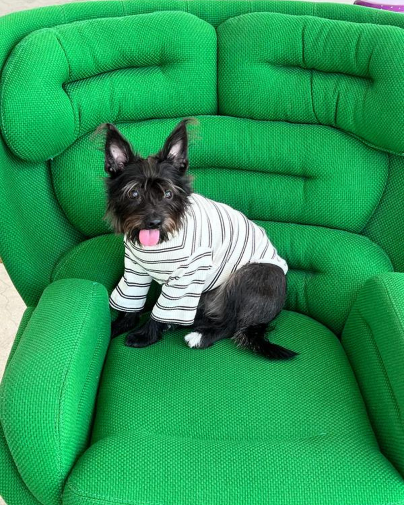 World's Your Oyster Dog Pullover Shirt Wear LITTLE BEAST   