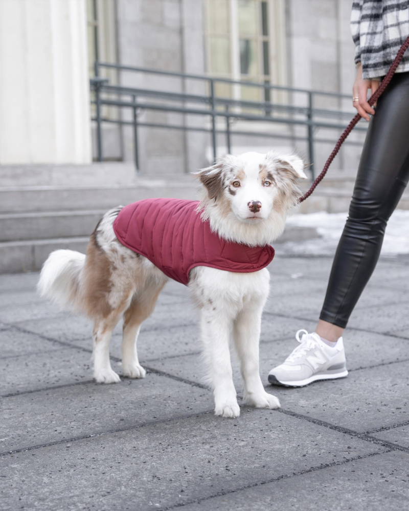 KNOTTY PETS | Reversible Puffer Dog Jacket in Burgundy | DOG & CO.