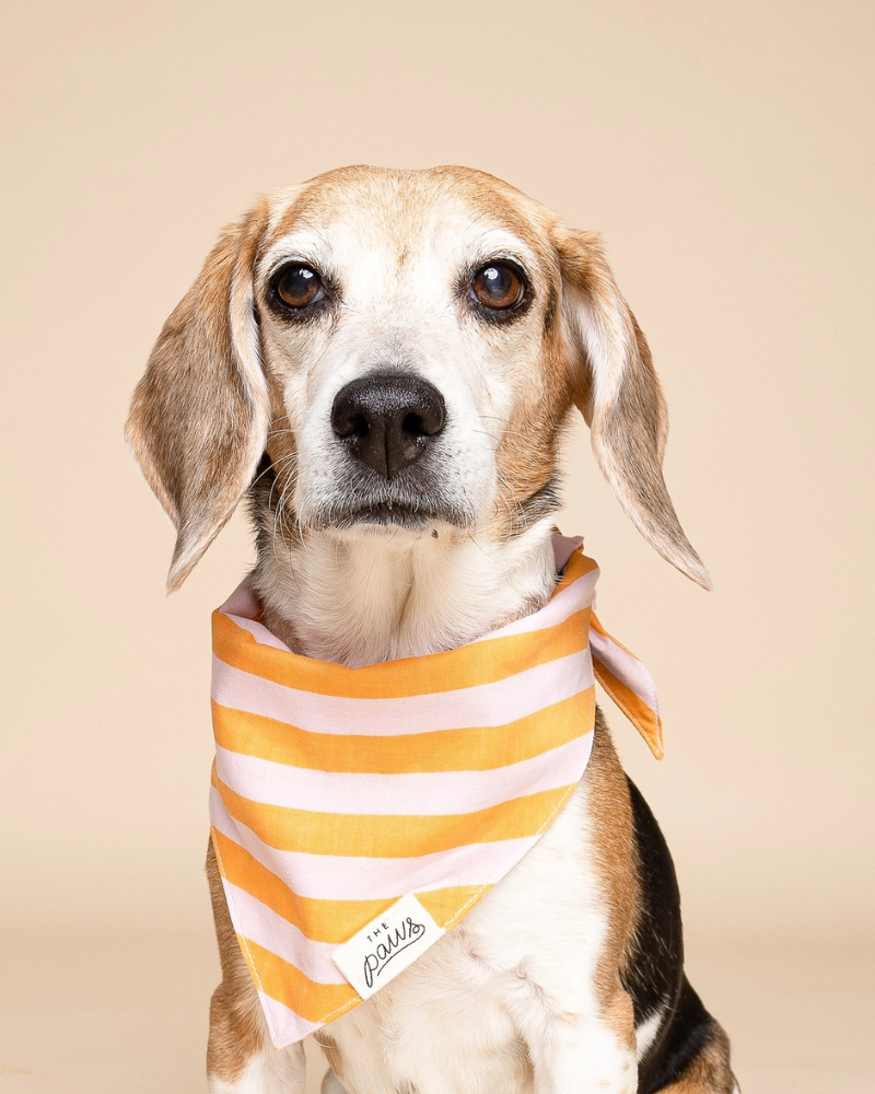 dog gear sale Nusa Striped Dog Bandana (FINAL SALE)
