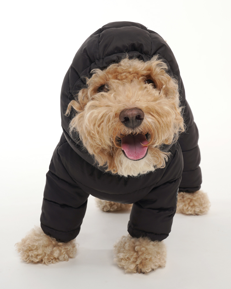 Padded Winter Coverall for Dogs w/ Hood | DOG & CO.