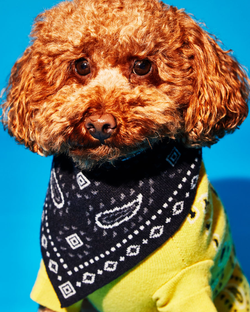 Knit Dog Bandana in Black Merino Wool FINAL SALE