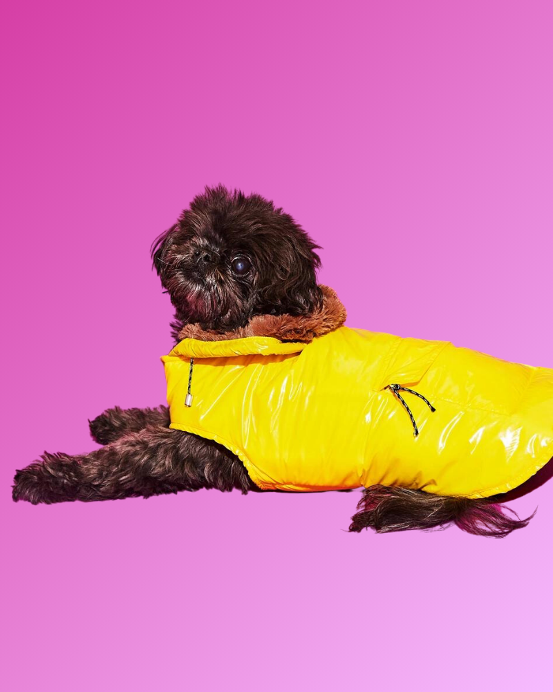 WARE OF THE DOG Shiny Puffer Dog Jacket W Faux Fur Hood Made In The ware-of-the-dog-shiny-puffer-dog-jacket-w-faux-fur-hood-made-in-the