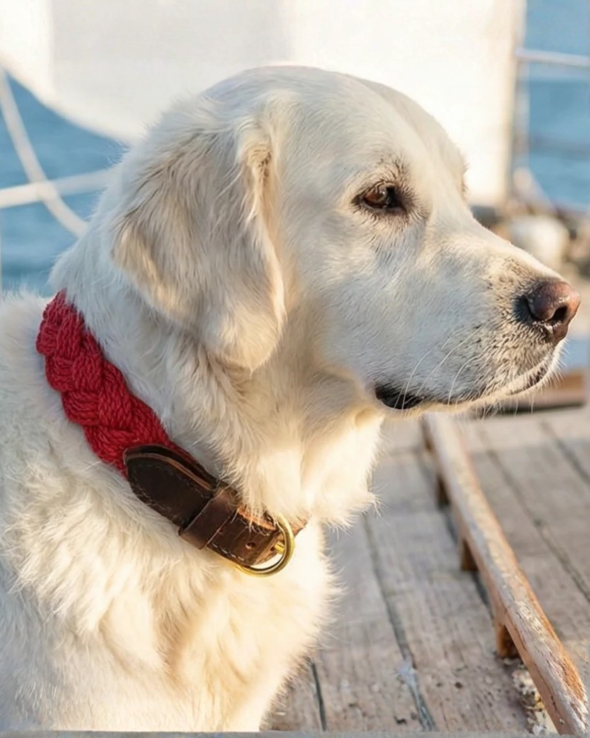 BAYDOG | Seaside Cotton Woven Rope Dog Collar in Red | DOG & CO.