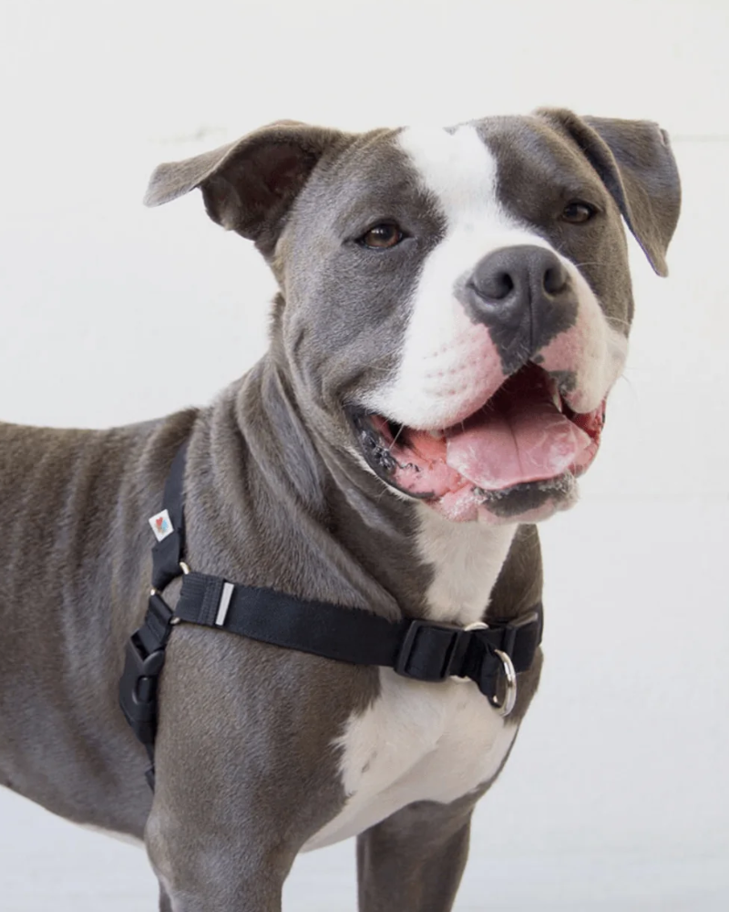 WILDEBEEST Linden No Pull Front Clip Dog Harness DOG CO