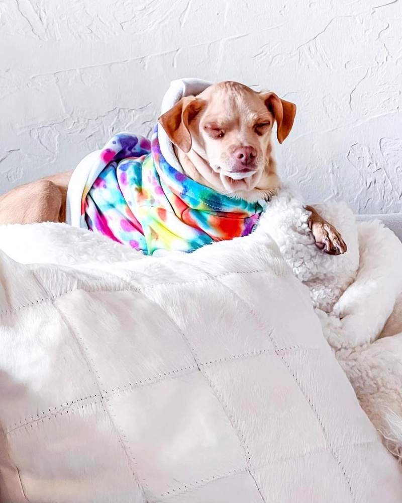 Tie Dye Dog Hoodie in Rainbow Wear SHANNA'S TIE DYE   