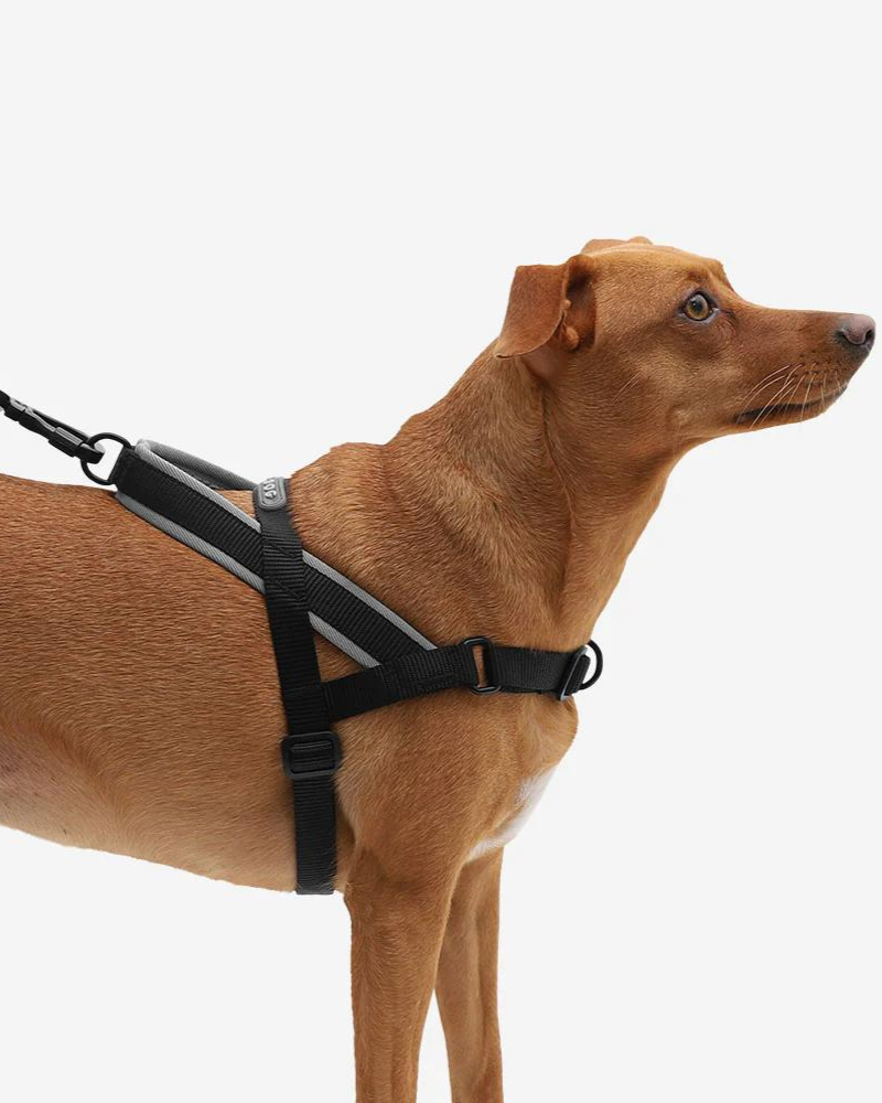 SoftWalk No-Pull Dog Harness  (FINAL SALE) WALK ZEE.DOG Black Small 