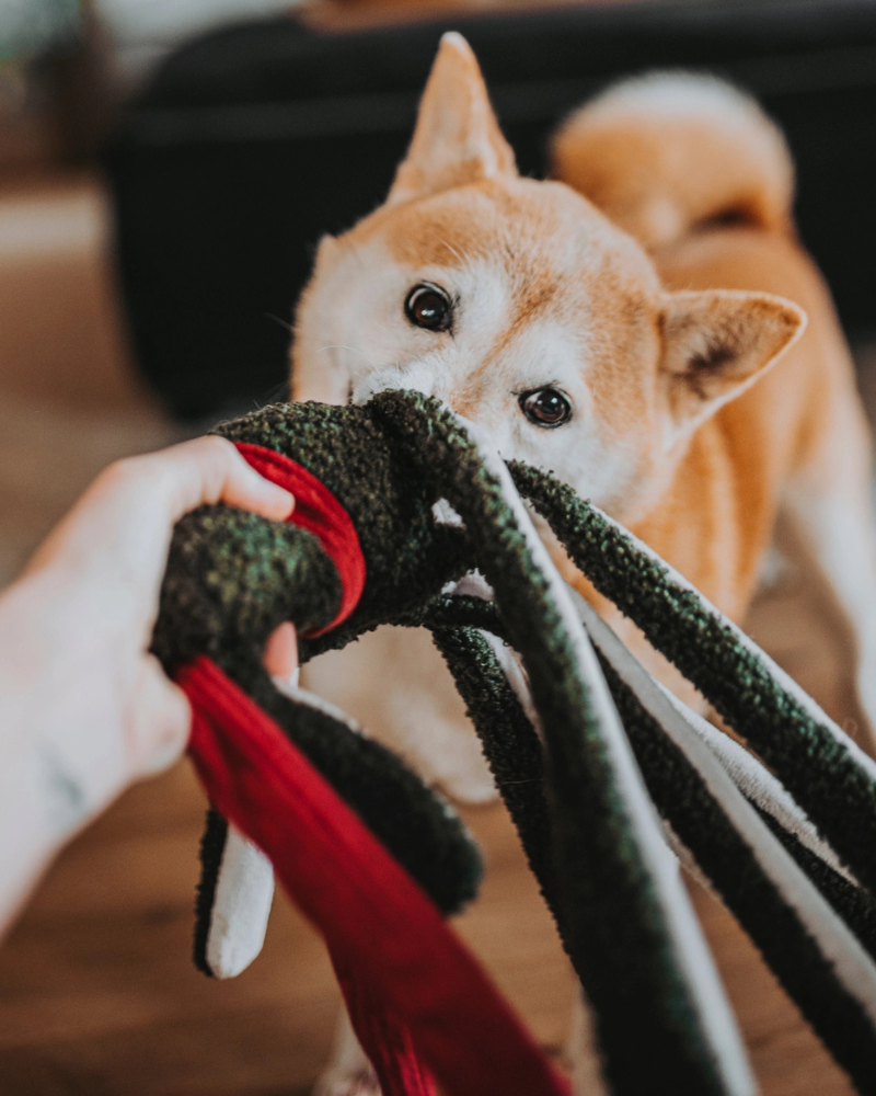 LAMBWOLF COLLECTIVE | Tako Enrichment Holiday Dog Toy | DOG & CO.