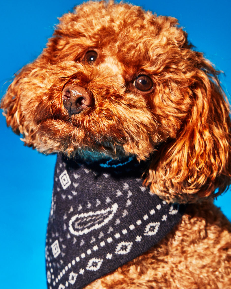 Knit Dog Bandana in Black Merino Wool (FINAL SALE) Wear WARE OF THE DOG   