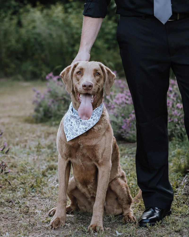 Dog Bandana for Weddings or Engagement (Made in the USA) Wear MODERN COMPANION   
