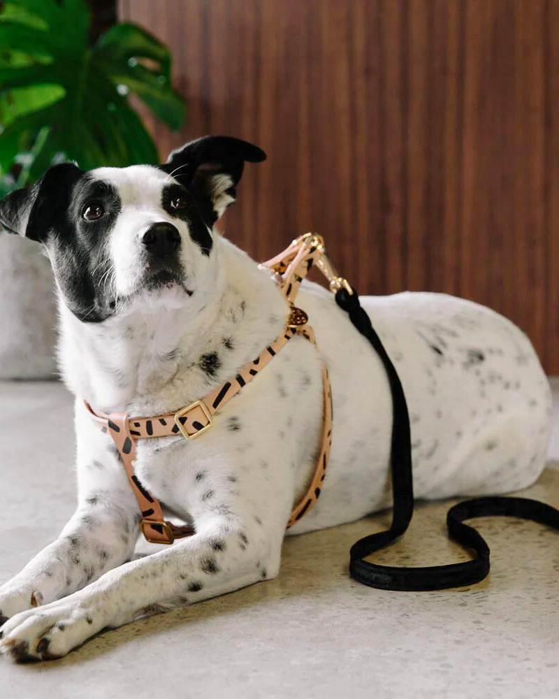 Tiggy Leather Dog Harness WALK NICE DIGS   