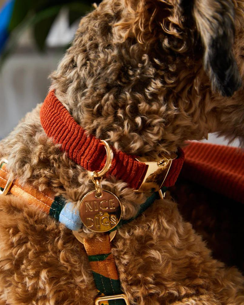 Cord Dog Collar in Rust (FINAL SALE) WALK NICE DIGS   