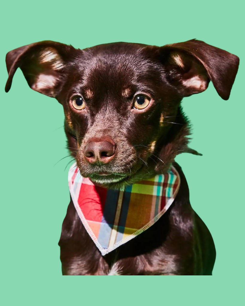 Reversible Plaid Dog Bandana (Made in the USA) Wear WARE OF THE DOG   