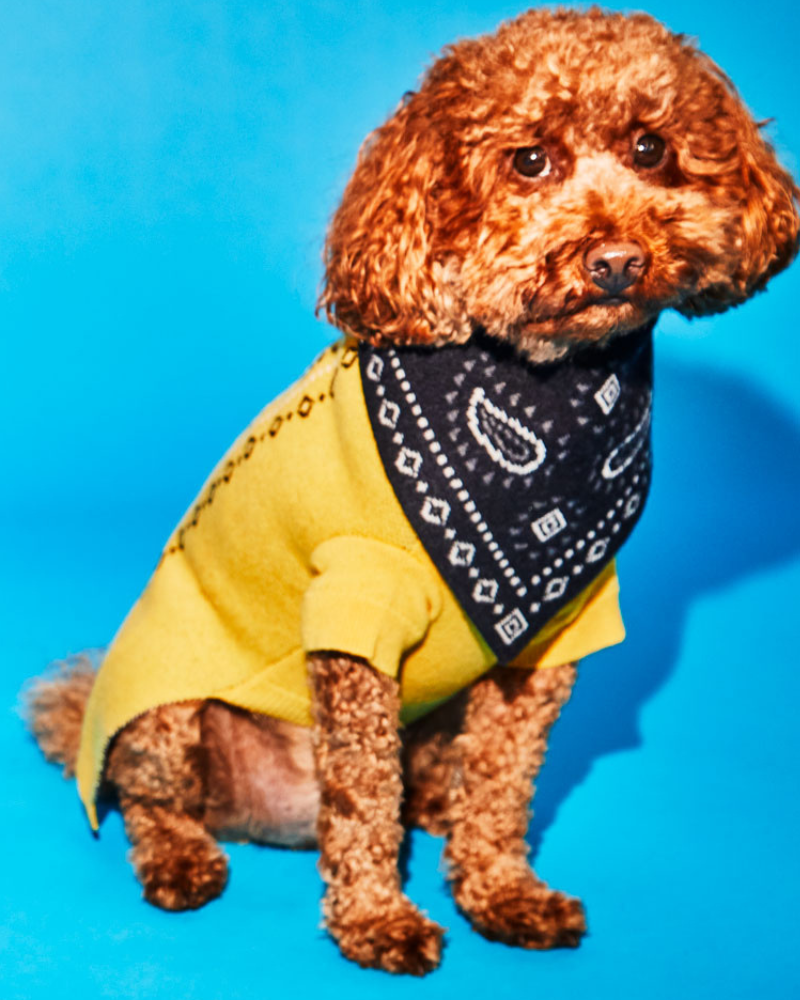 Merino Wool Bandana Print Sweater in Yellow Wear WARE OF THE DOG   