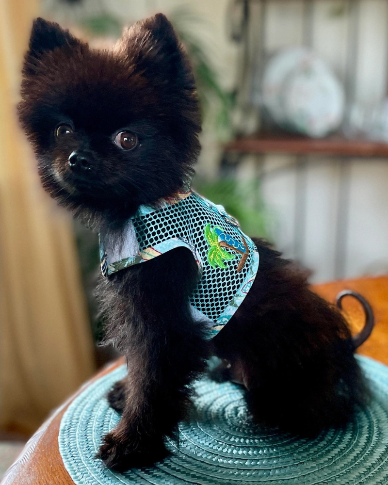 Doggie Design Cool Mesh Dog Harness Cool Mesh Dog Harness With