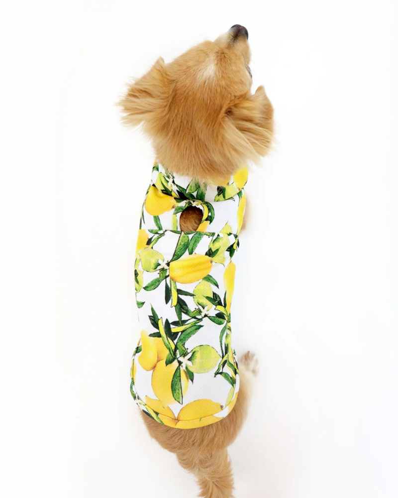 Lemon Dog Cooling Jacket (FINAL SALE) Wear LE CHIEN BLEU   
