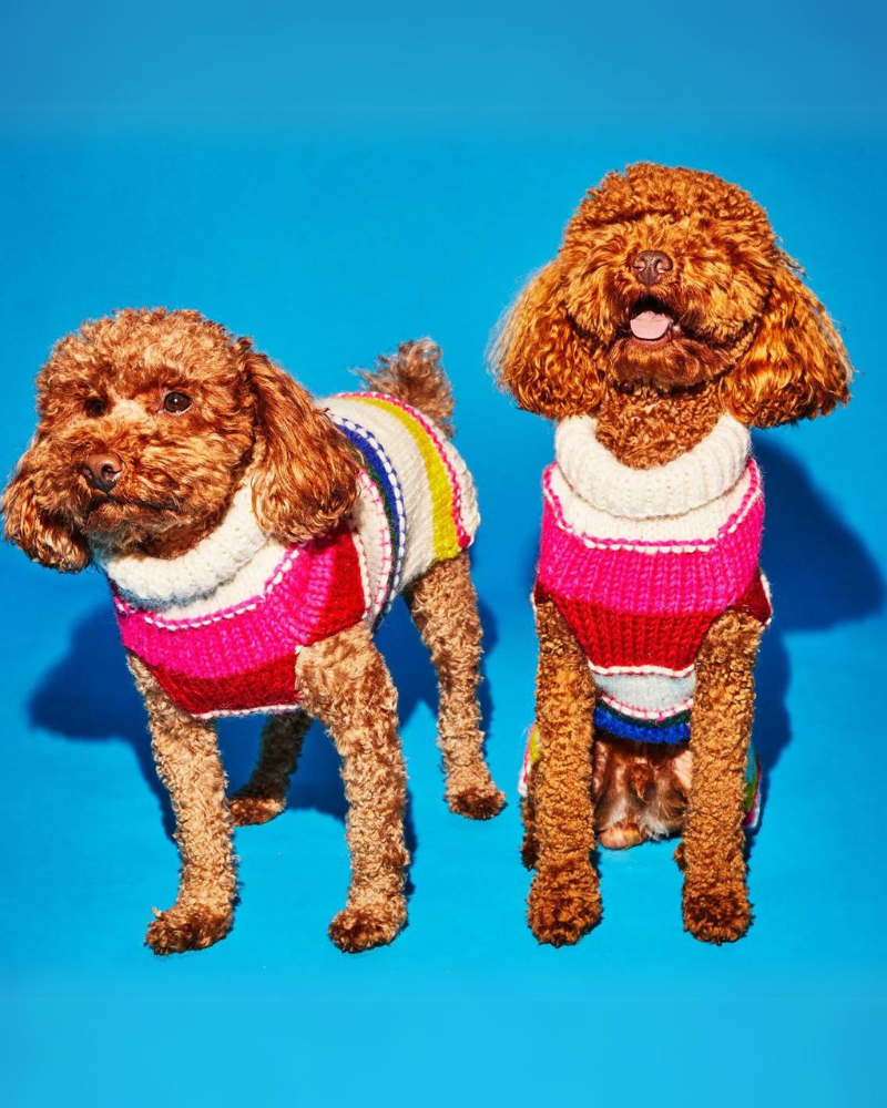 Dog sweaters on deals sale