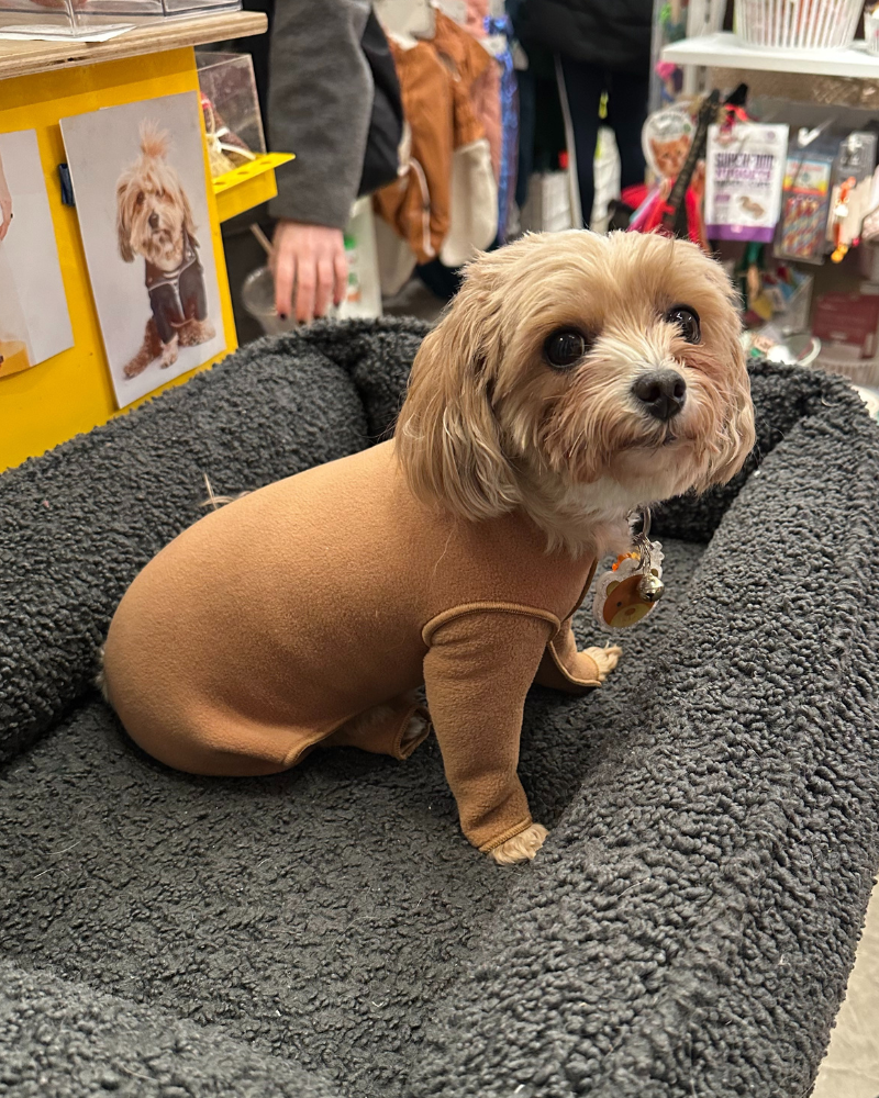 GOLD PAW | Stretch Fleece Onesie in Chipmunk (Made in the USA, DOG & CO. +  GOLD PAW Exclusive!) | DOG & CO.
