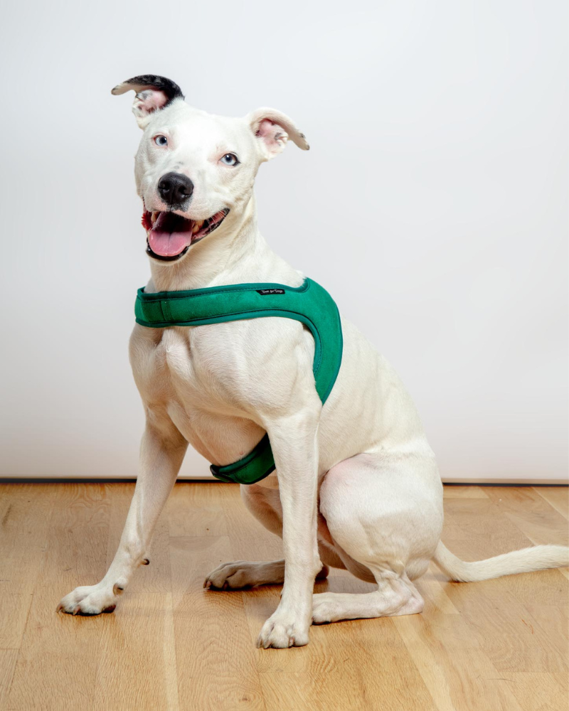 CHARLIE'S BACKYARD Town Slip-On Dog Harness DOG