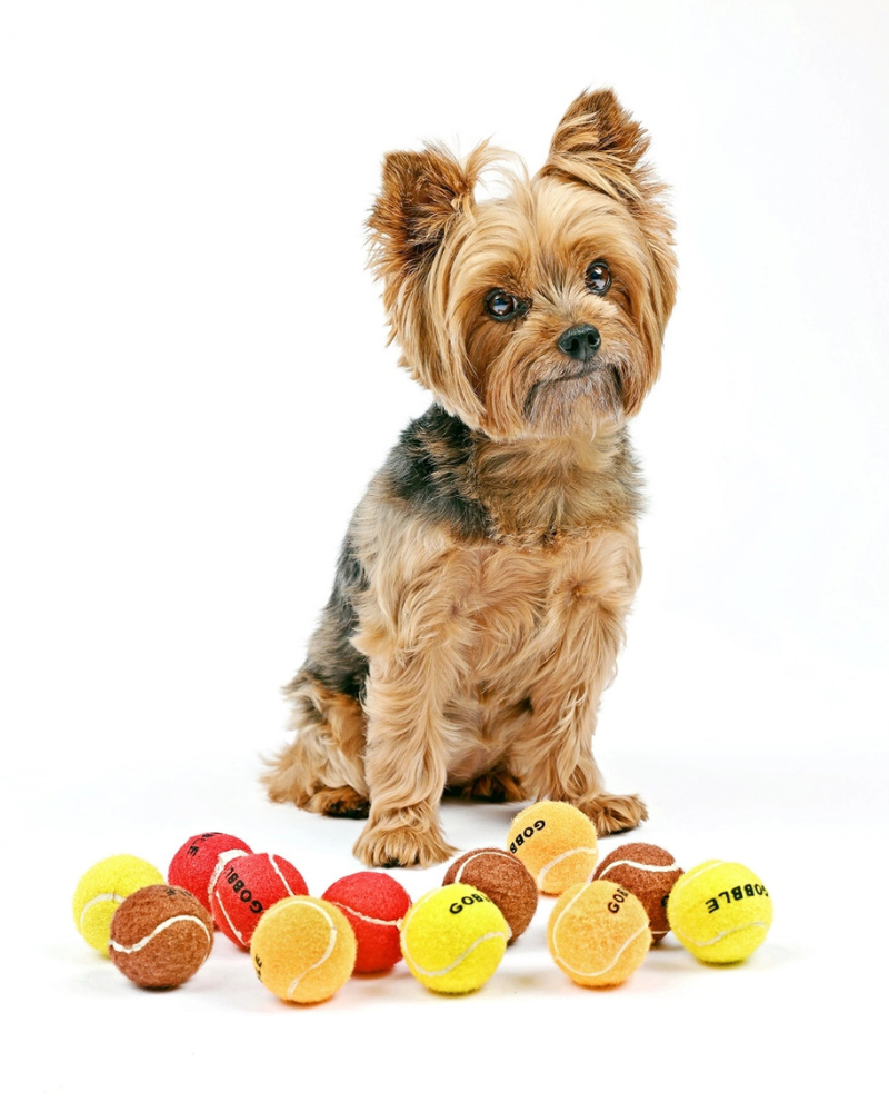 Mini tennis balls for dogs clearance