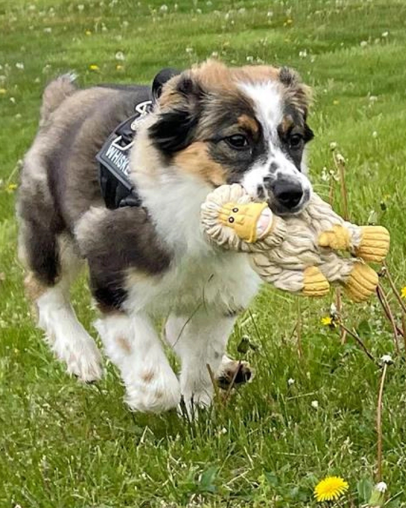 TALL TAILS Yeti Latex Squeaky Dog Toy DOG & CO.