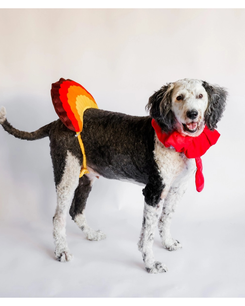 Thanksgiving Turkey Costume for Dogs Thanksgiving Turkey Costume for Dogs