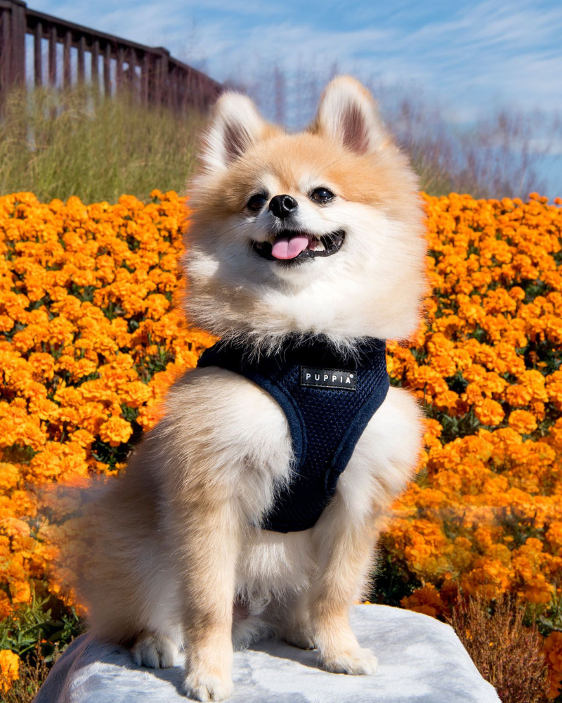 Dog harness for sales pomeranian
