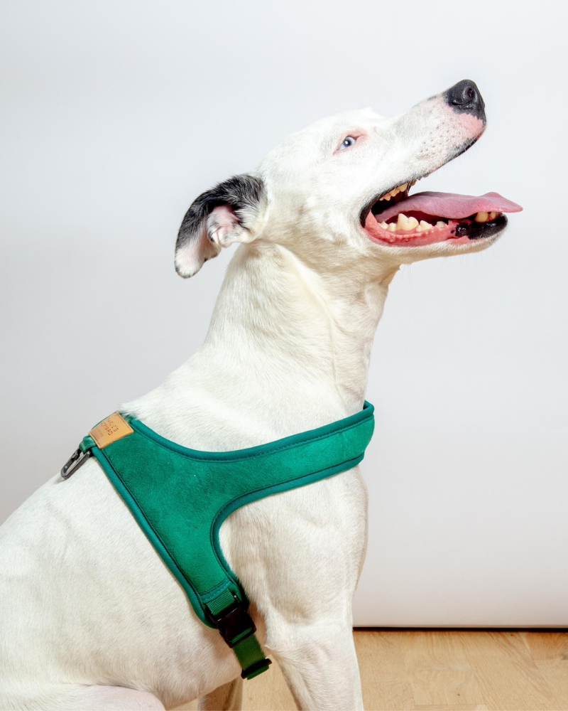 Town Slip-On Dog Harness WALK CHARLIE'S BACKYARD Green Medium 