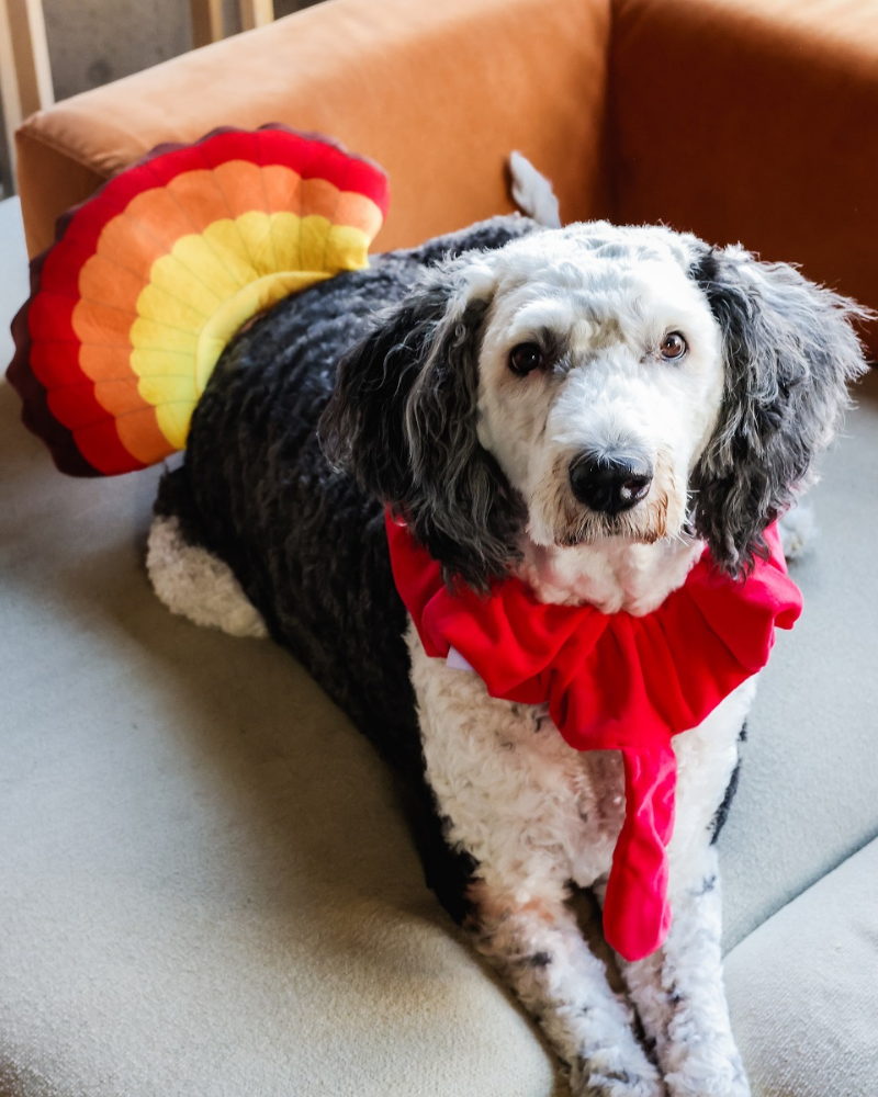 Thanksgiving Turkey Costume for Dogs Thanksgiving Turkey Costume for Dogs