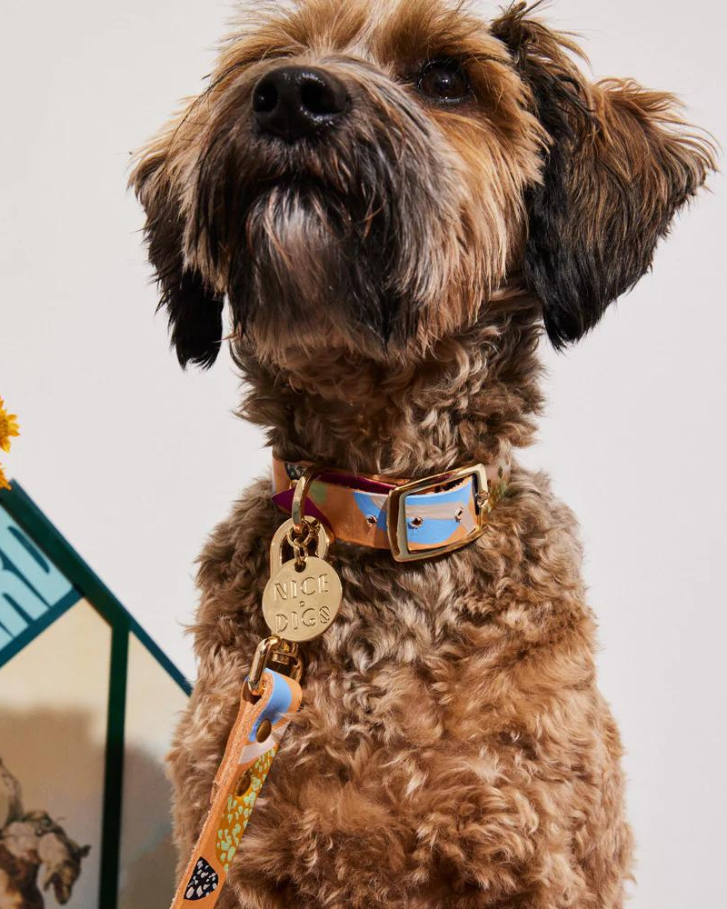 Nice digs dog sales collar