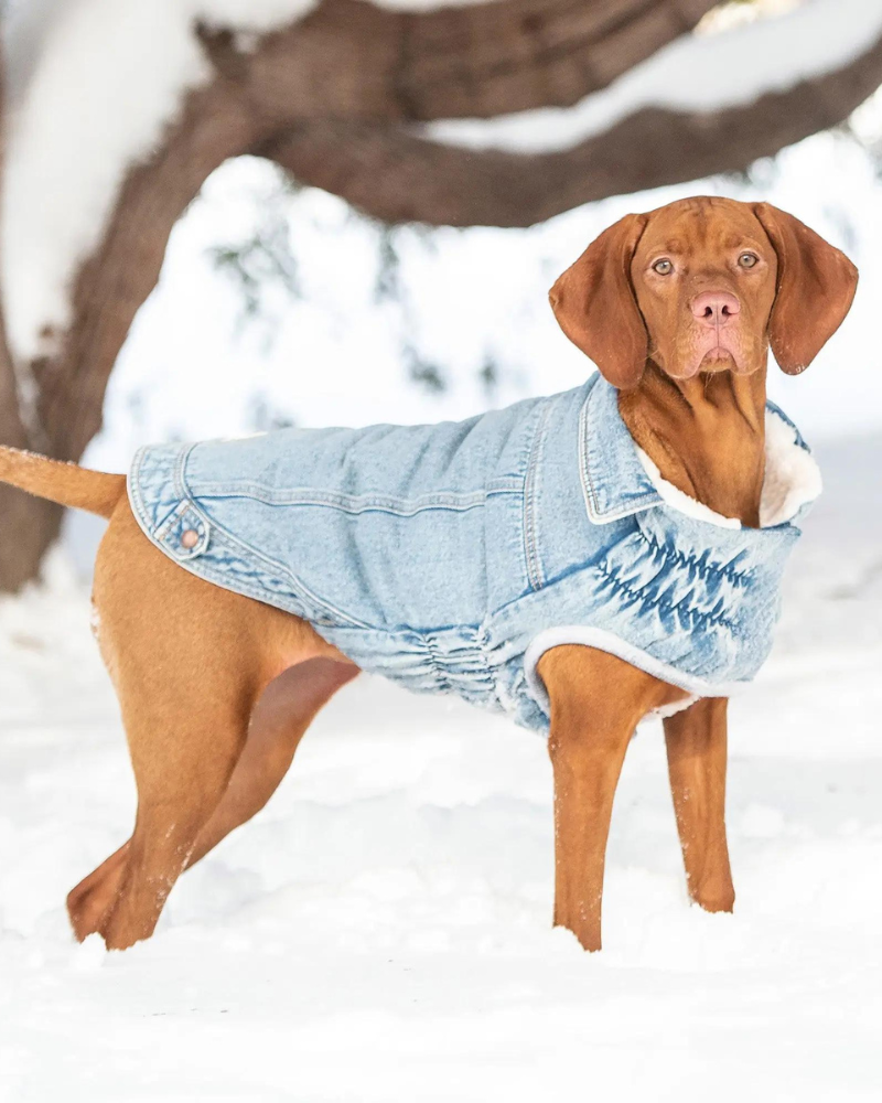 Denim Shearling Dog Jacket in Light Wash (FINAL SALE) Wear GF PET   