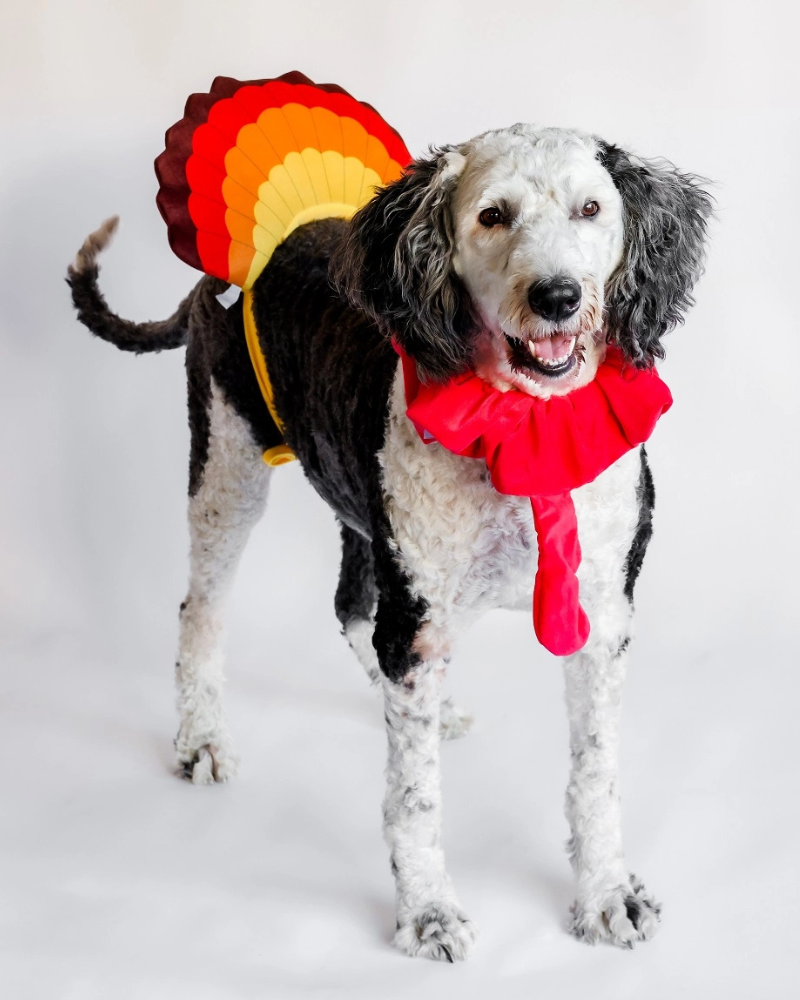 Thanksgiving Turkey Costume for Dogs Thanksgiving Turkey Costume for Dogs