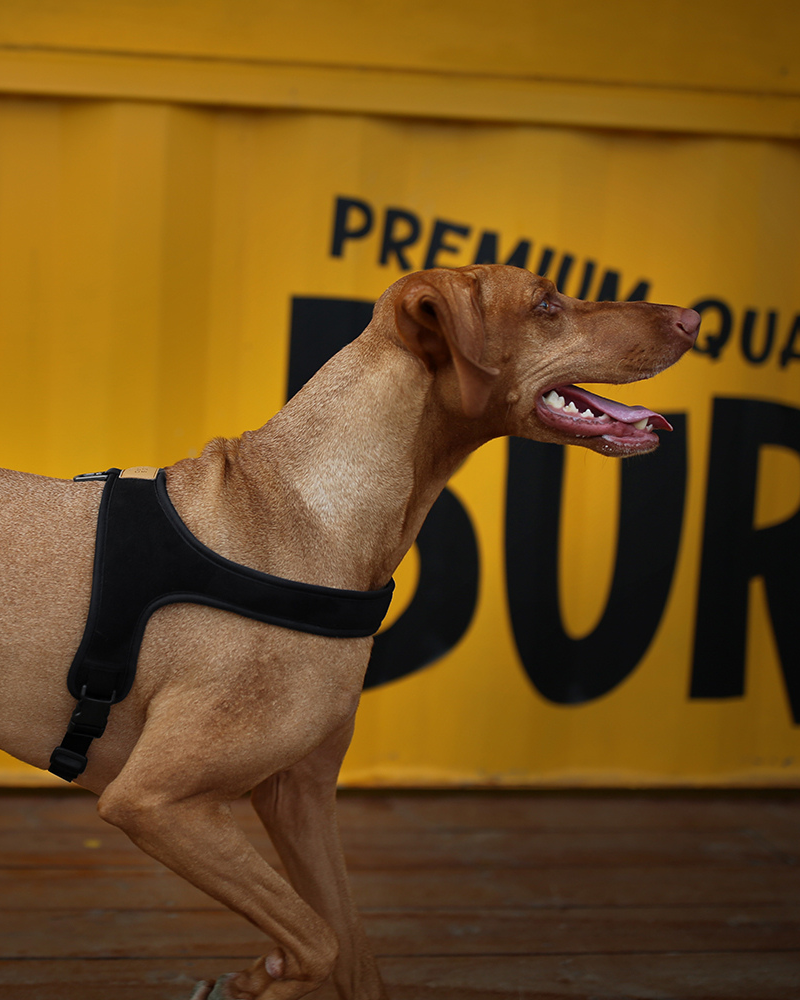 CHARLIE'S BACKYARD Town Slip-On Dog Harness DOG