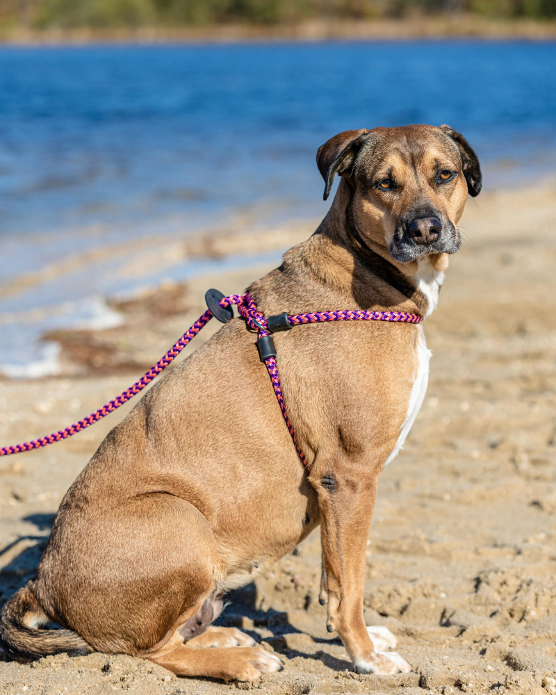 HARNESS LEAD Non-Pull Escape Resistant Harness Lead (Made in the