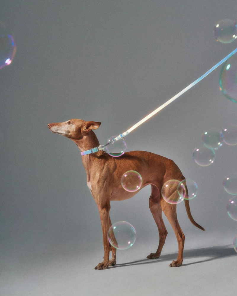 Holographic Lunar Dog Collar WALK WILD ONE   