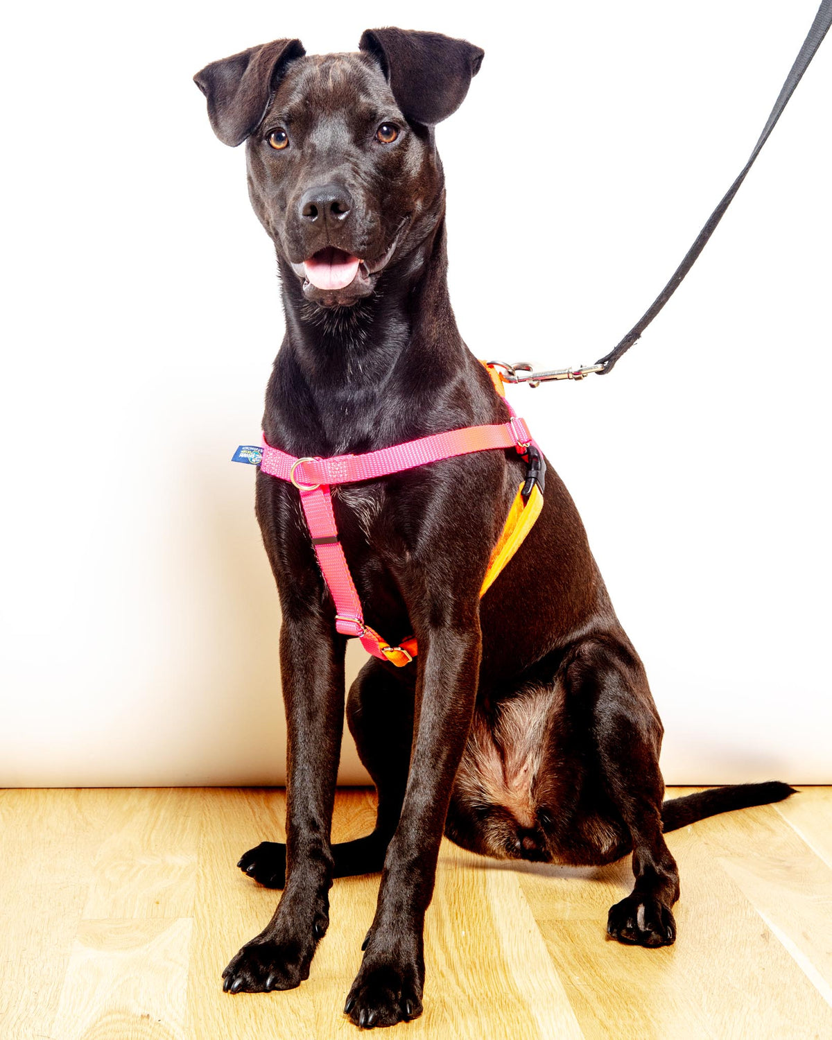 Dog_Co_1C5A1937_b2a71973-16a8-