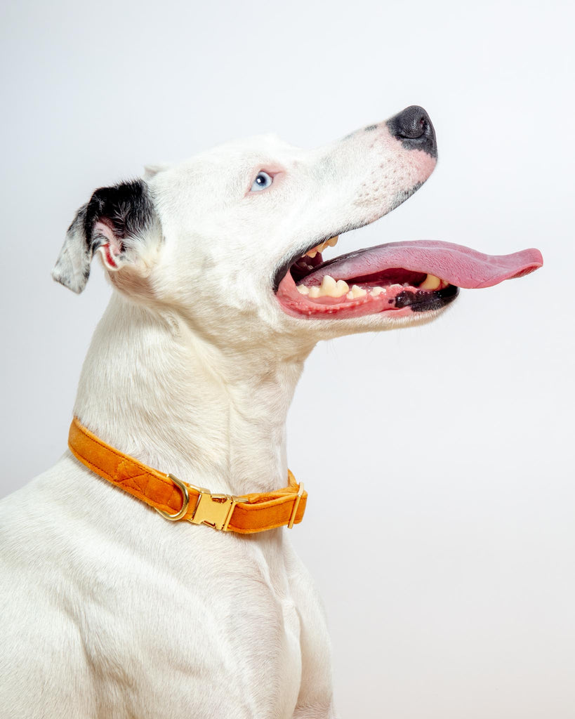 Honey Velvet Dog Collar (Made in the USA) (FINAL SALE) WALK THE FOGGY DOG   