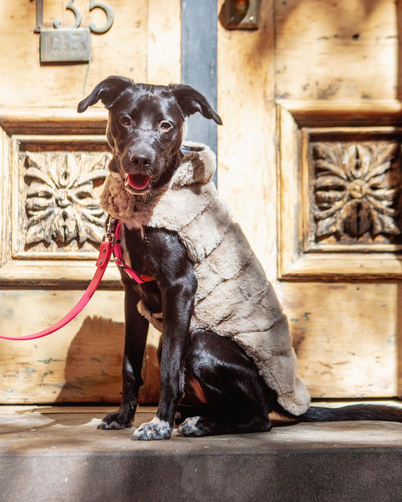 Faux Fur Dog Coat in Beige (FINAL SALE) Wear THE WORTHY DOG   
