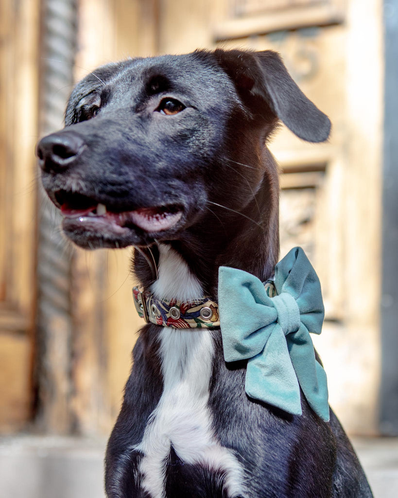 Sage Velvet Lady Dog Bow (Made in the USA) Wear THE FOGGY DOG   