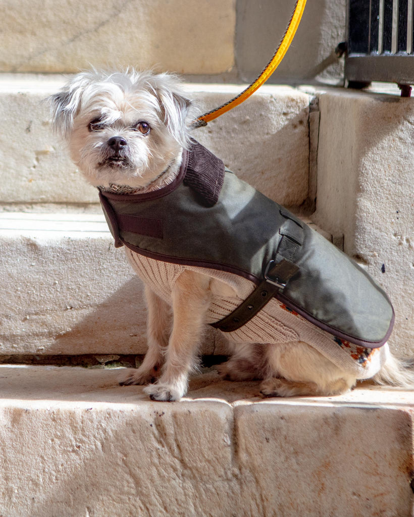 Wax Cotton All Weather Dog Jacket in Olive Green Wear EARTHBOUND   