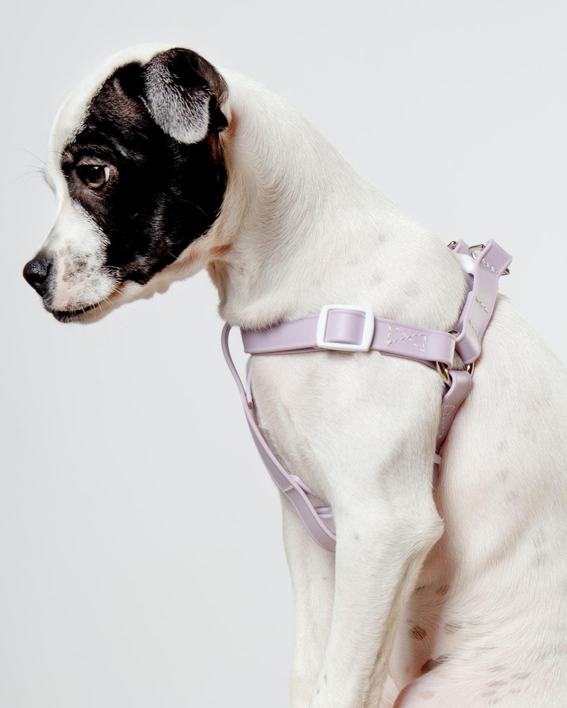 Walk in the Park Waterproof Dog Harness in Lilac or Black (Made in the USA) WALK DOG & CO. COLLECTION   