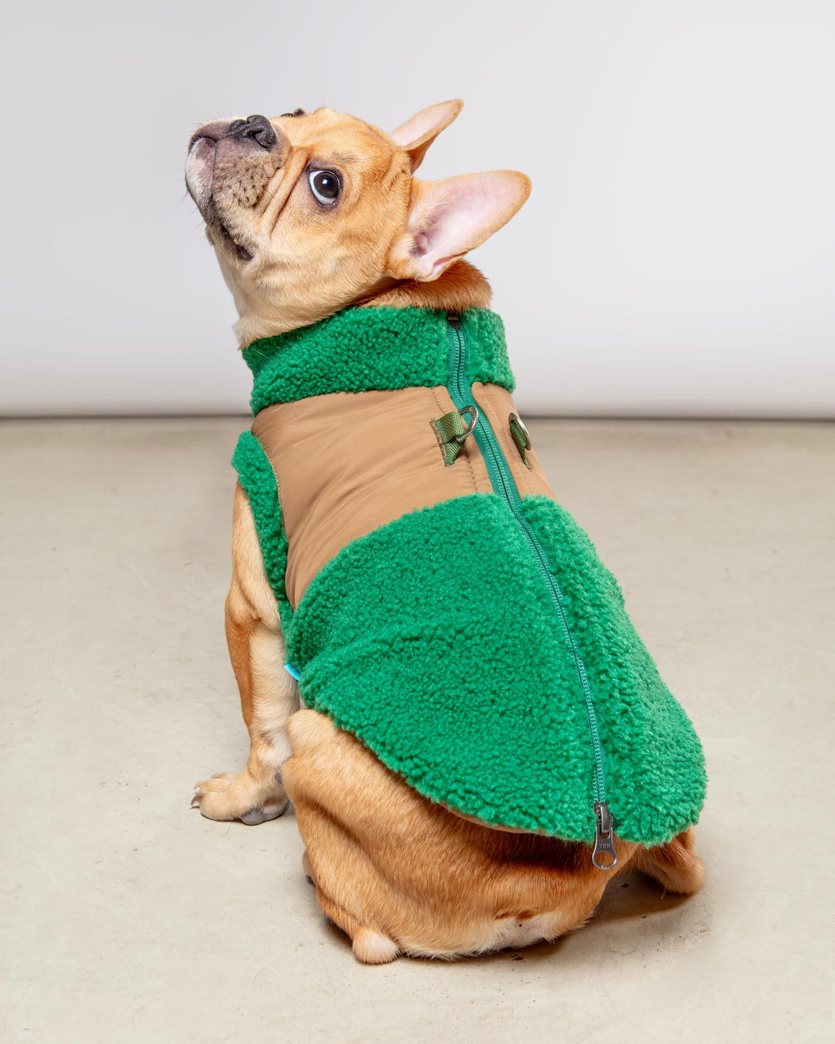 Dog_Co_1C5A4779_1200x.jpg?v=