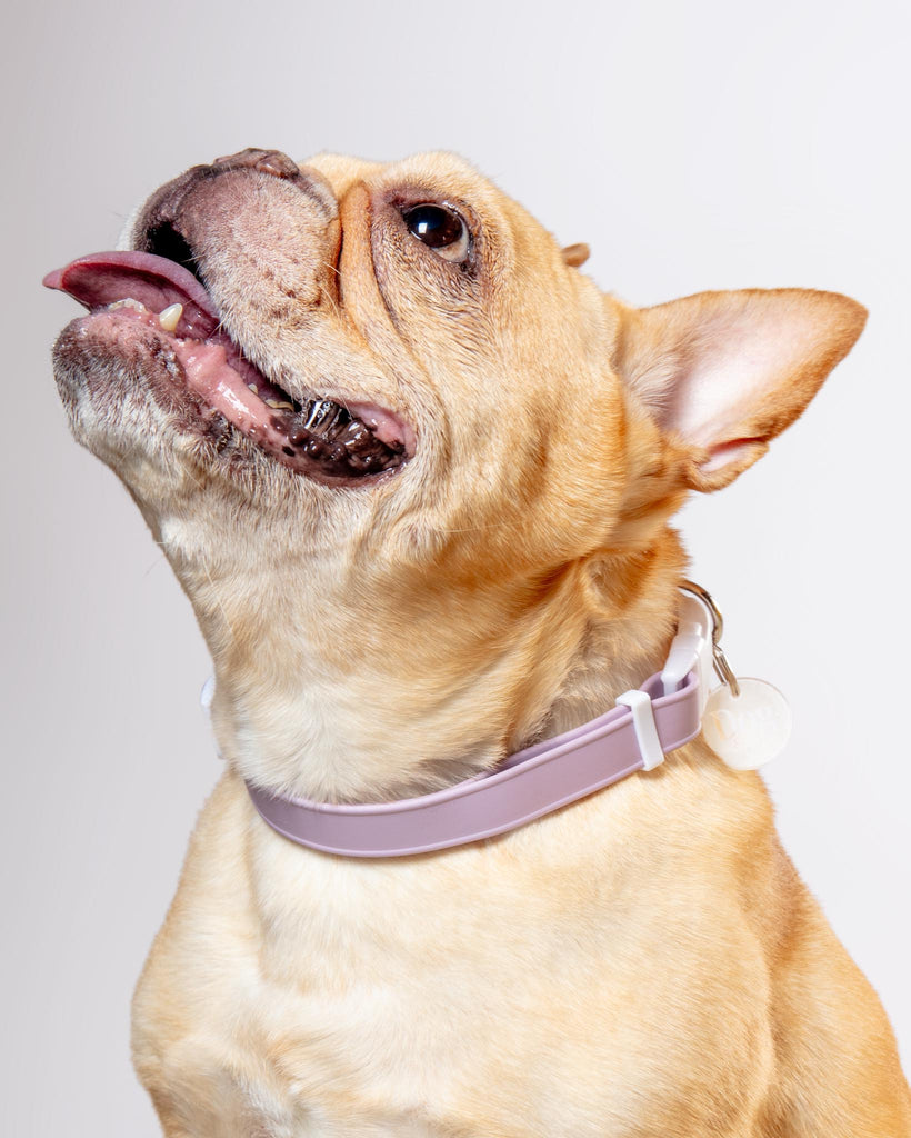 A Walk in the Park Dog Collar in Lilac or Black WALK DOG & CO. COLLECTION   