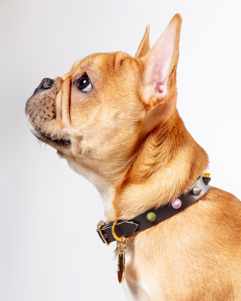 Smooth Spike Dog Collar in Rocky Noir WALK NICE DIGS   
