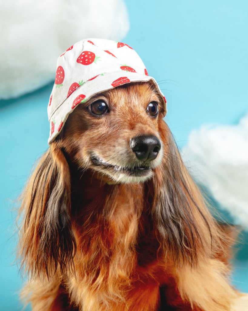 Strawberry Bucket Hat for Dogs Wear DOGO   