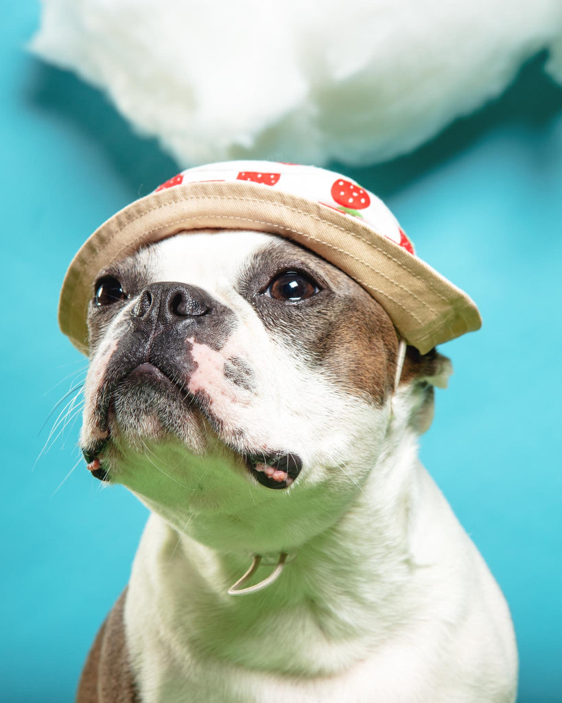 Strawberry Bucket Hat for Dogs Wear DOGO   