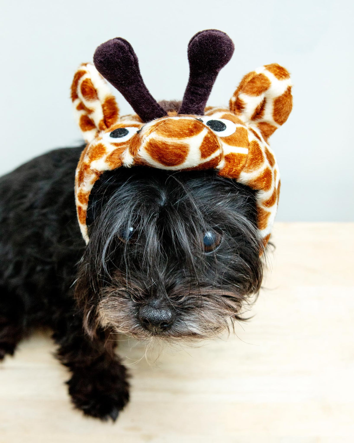 Giraffe Dog Hat